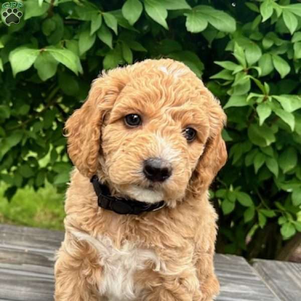 Mr. Black, Mini Goldendoodle Puppy